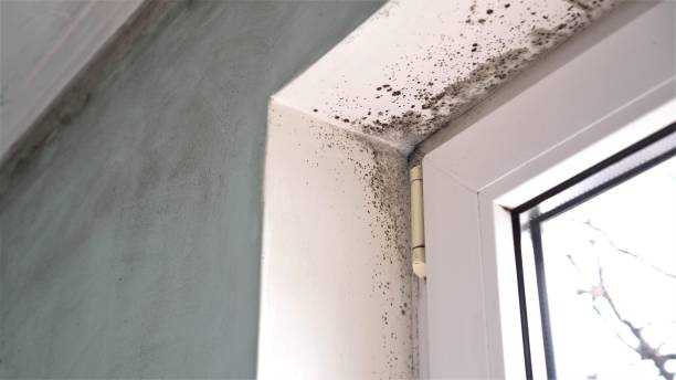 Best Commercial Mold Removal  in Hollis, OK