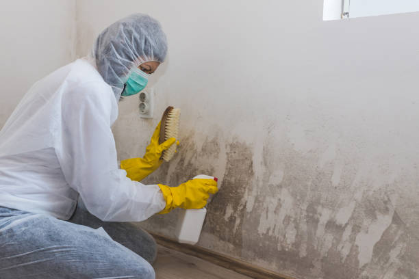 Best Office Mold Removal Services  in Hollis, OK