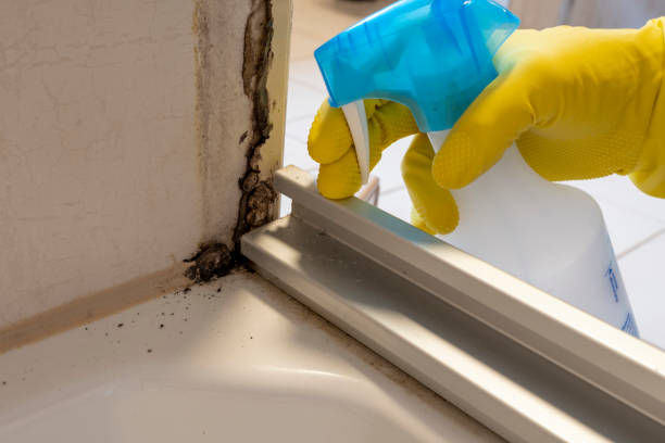 Best Emergency Mold Removal  in Hollis, OK