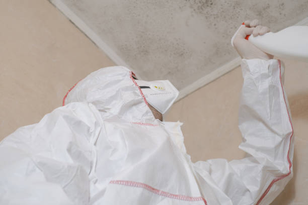 Best Mold Remediation Experts  in Hollis, OK