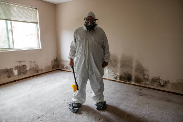 Reliable Hollis, OK Mold Removal Solutions